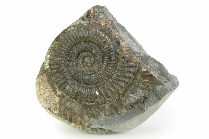Jurassic Ammonite (Dactylioceras) Fossil - England #351318